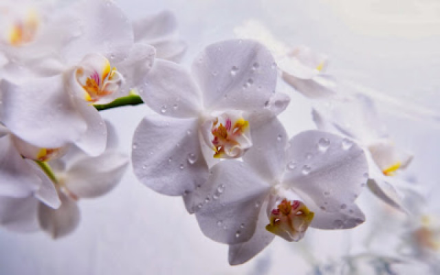 Little Wishes Spa listing photo