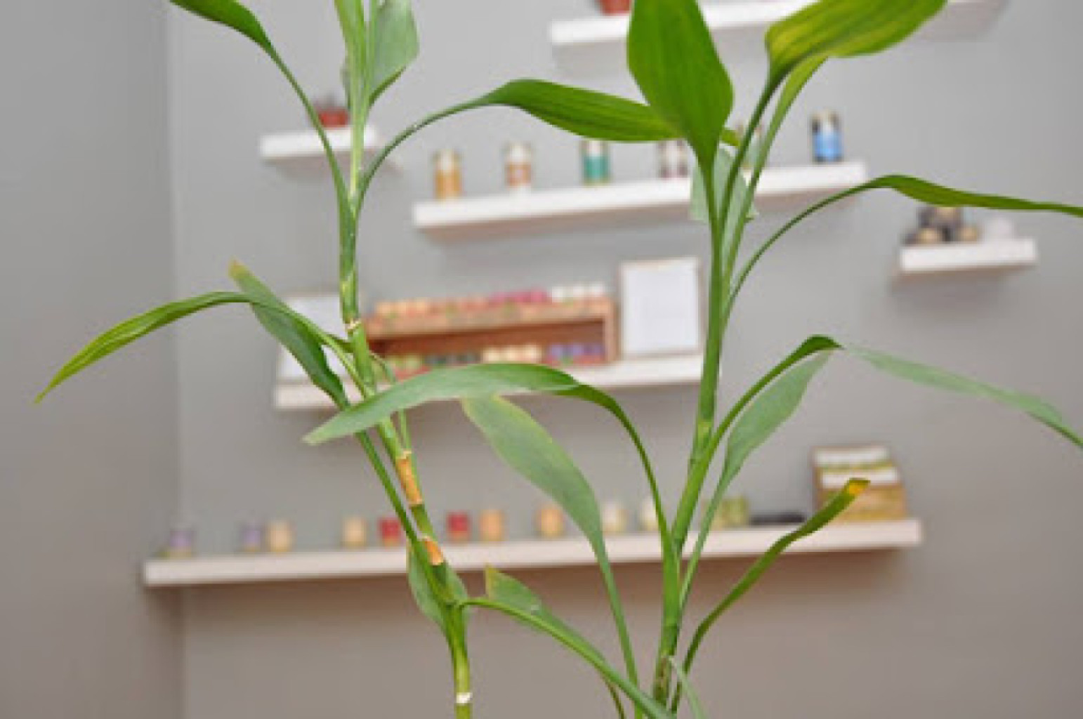 Telo Massage Studio photo 1