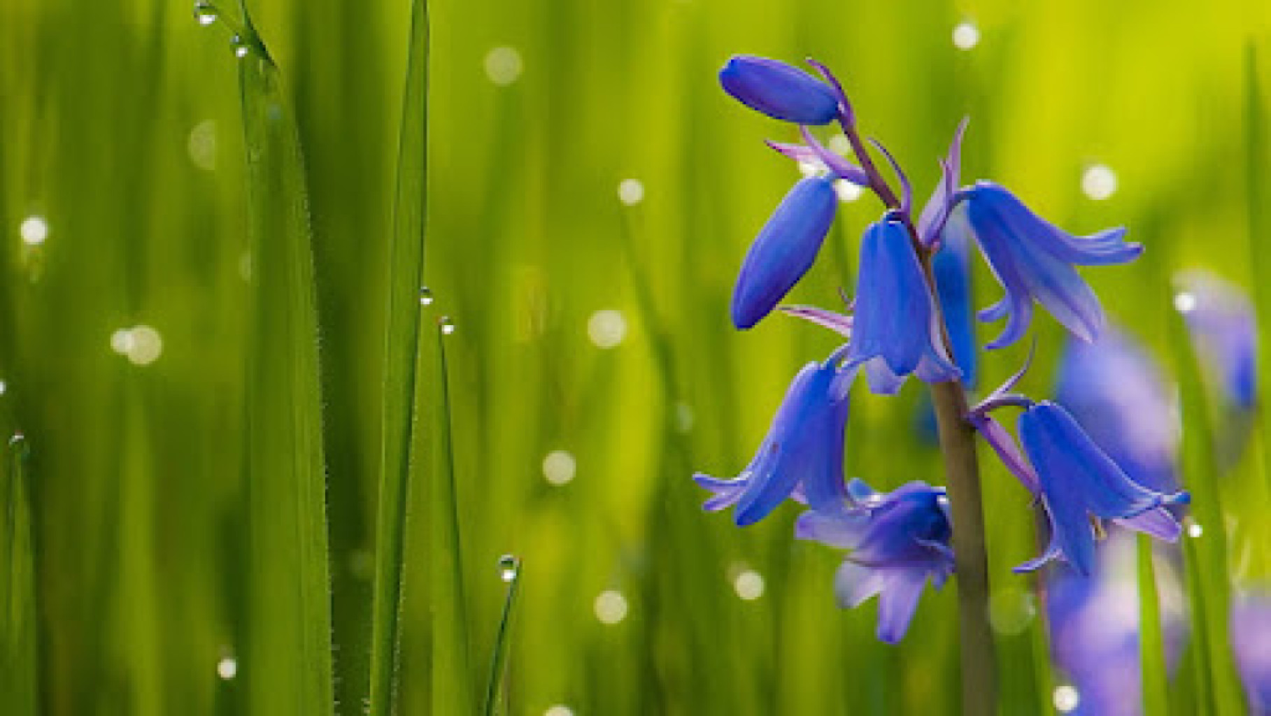 Bluebell Spa photo 1