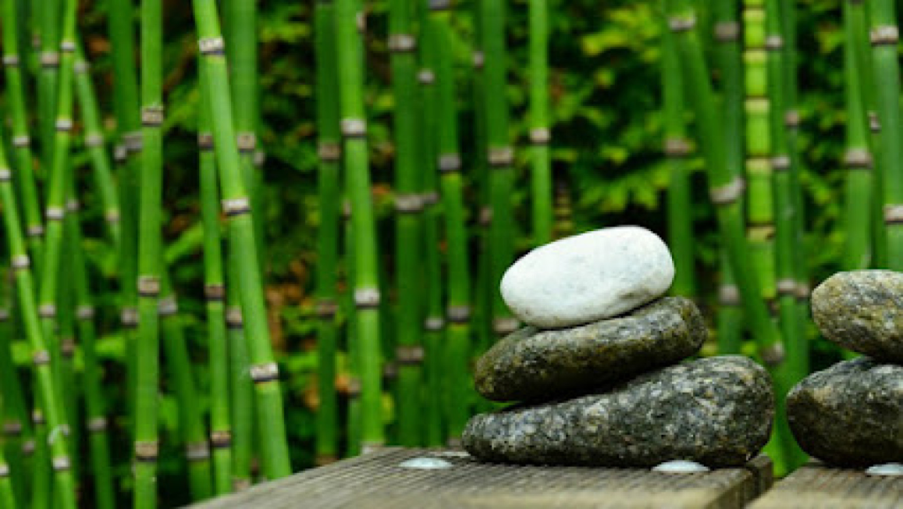 Bamboo Creek Spa photo 1