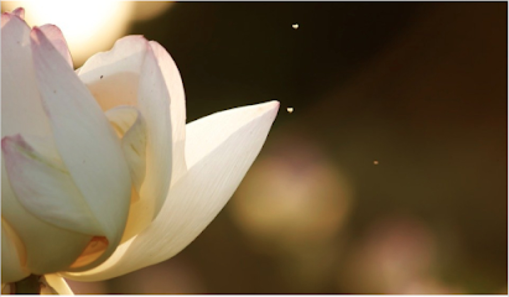 The Lotus Thai Massage by NiKKi photo 1