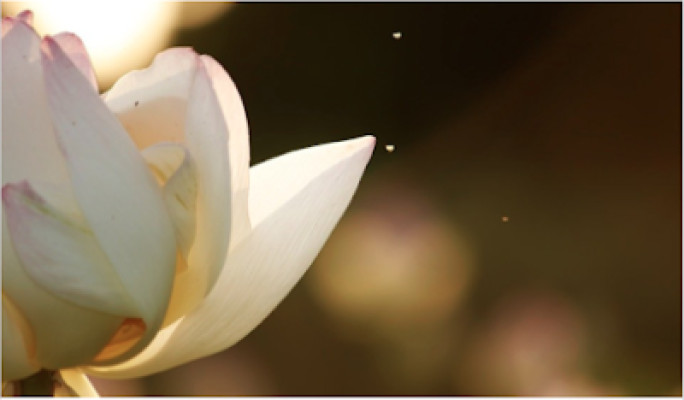The Lotus Thai Massage by NiKKi listing photo