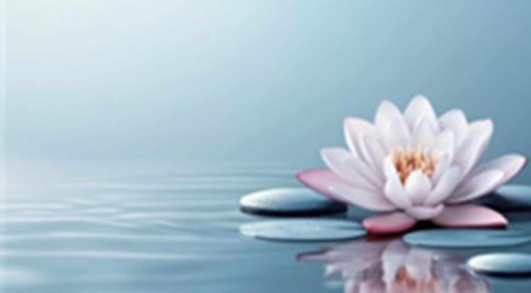 Red Lotus Wellness Center photo 1