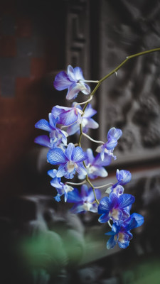 Blue Orchid listing photo