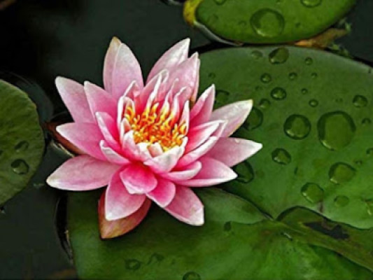 Lotus oasis massage listing photo