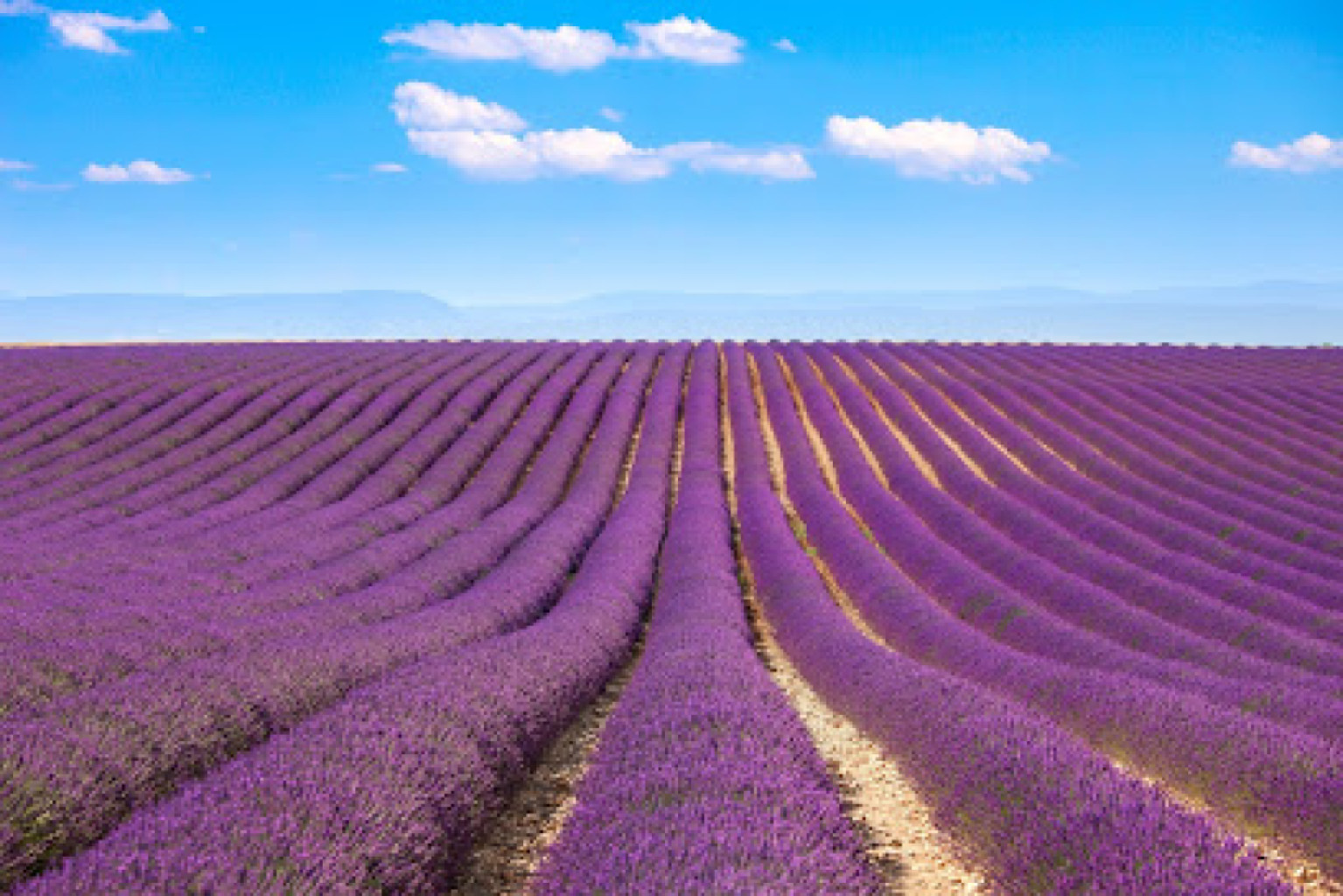 Lavender Spa photo 1