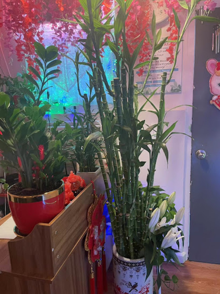 Spring Flower Spa photo 1