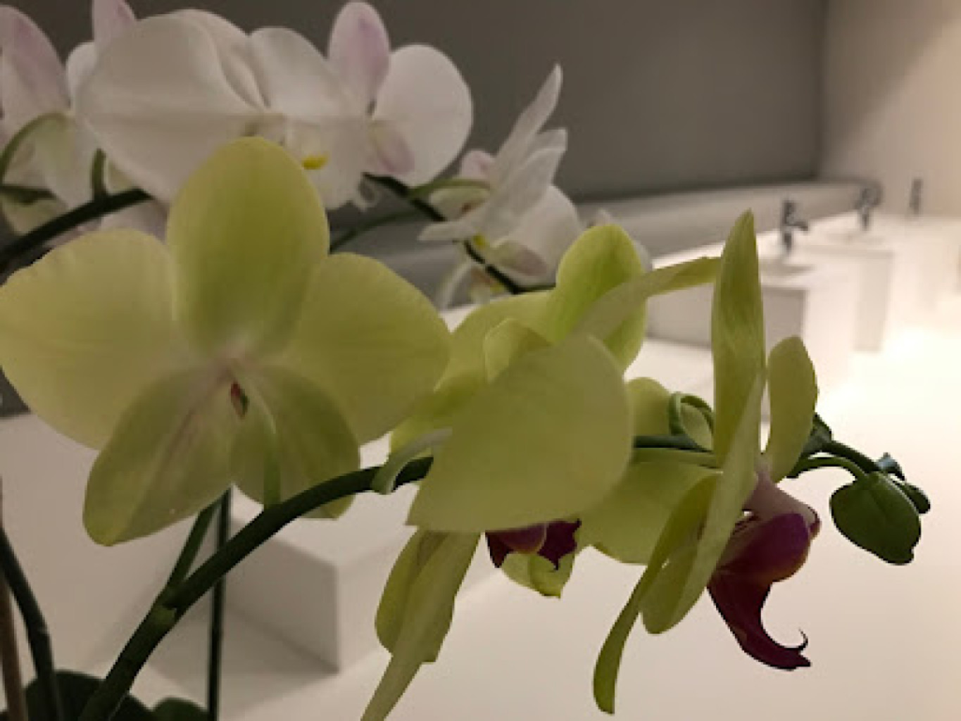Sia's Beauty photo 1