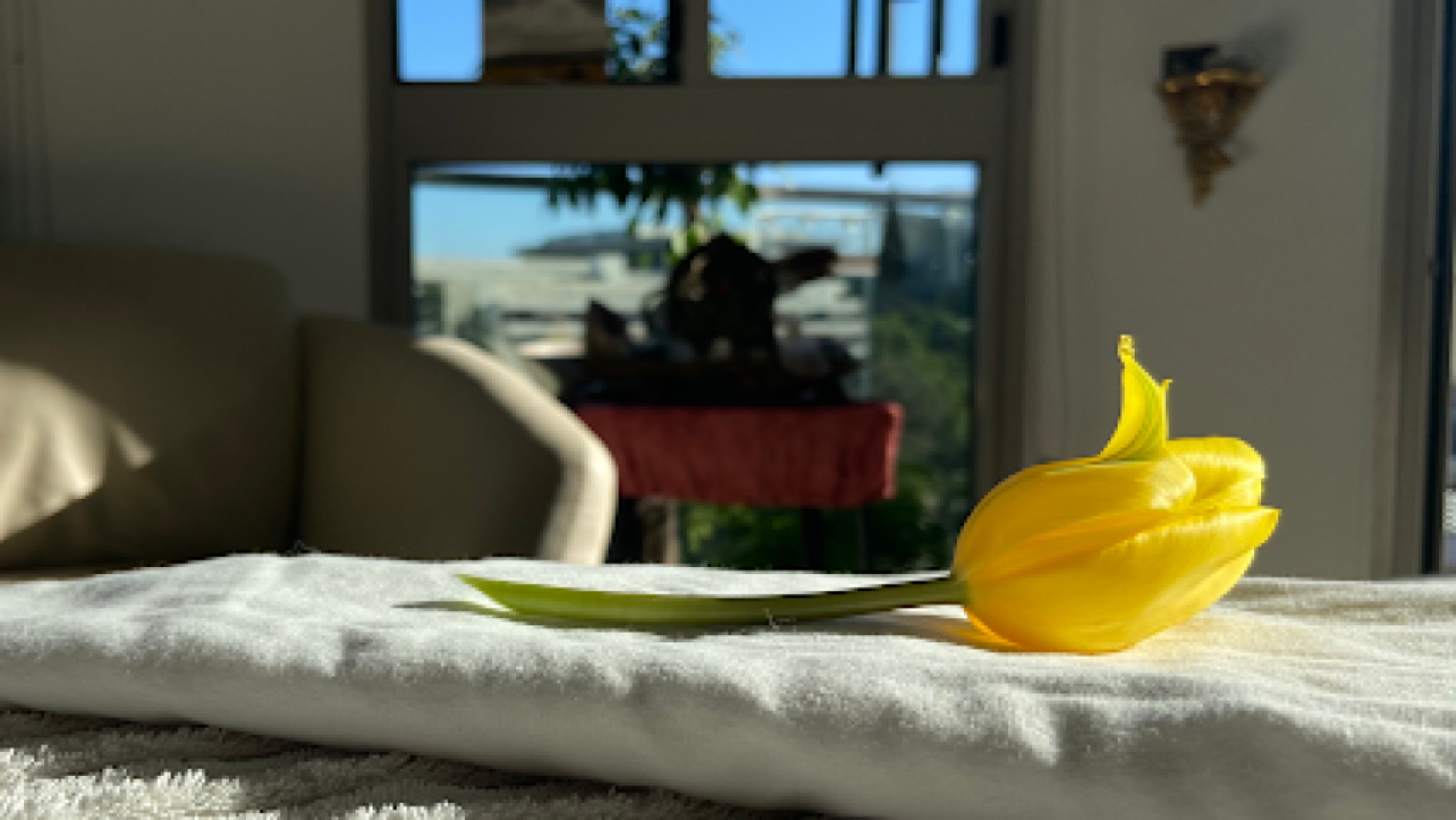 Singular Massage photo 1